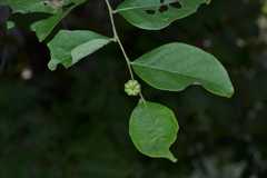 Glochidion tirupathiense